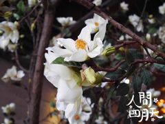 -山有花啡餐厅(常营总店)