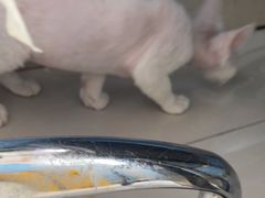 -瑞派福兴宠物医院犬猫全科·骨科·中西医结合(河东店)