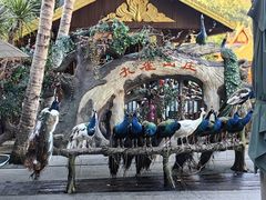 -西双版纳原始森林公园