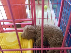 android_upload_pic-小呆的宠物店·宠物售卖·宠物寄养(城西店)