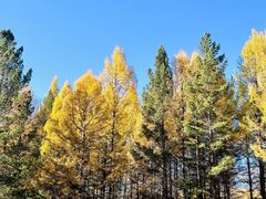 -塞罕坝国家级自然保护区