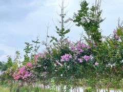 -金谷域澳洲庄园