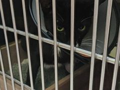 -瑞鹏宠物医院·夜间急症·心超·猫科(祖庙分店)
