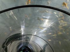 -东方巨龟苑景区