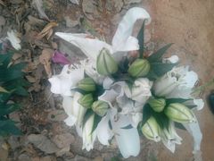 -松山湖梦幻百花洲
