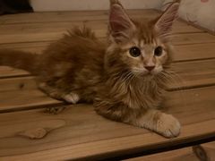 -欣宠猫屋·矮脚拿破仑·蓝金金渐层