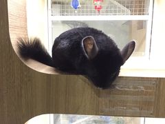 -藦茜花园宠物主题亲子互动体验馆(国顺东路店)