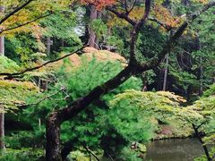 -西芳寺(苔寺)