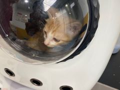 -美联众合动物医院(·中兽医·疑难杂症·严家桥分院)