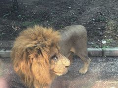 -大连森林动物园