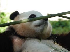 -卧龙中华大熊猫苑神树坪基地