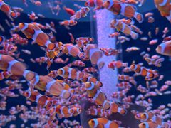 -海合安成都极地海洋公园