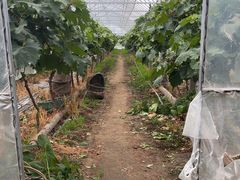 -马陆小张葡萄园农家乐