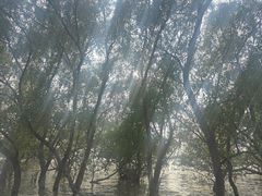 -宝安西湾红树林湿地公园