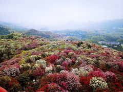 -贵州百里杜鹃风景名胜区