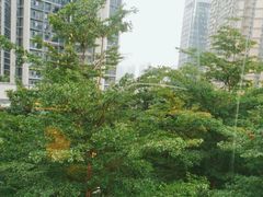 -百年果林椰子鸡(中洲店)
