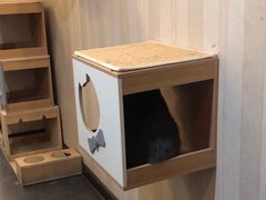 -宠爱国际动物医院·消化内科·心肾内科·ISFM猫友好(望京店)
