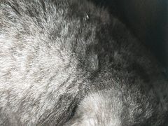 -安安宠医宠物医院·异宠·犬猫内科(岳阳分院)