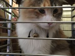 -more than meow吴止猫主题餐厅(承德 中船汇店)