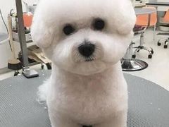 -伟伟宠物医院·CT影像中心·瑞派犬猫综合性门诊(汉口总院)