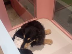 -FAELING PETS美天灵宠物(合生汇店)