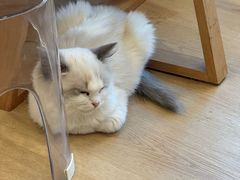 -有喵·猫咖·狗咖·30几只猫10只小狗(岗厦店)