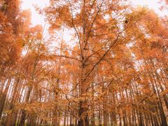 -桤木河湿地公园