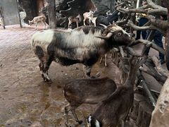 -长鹿旅游休博园