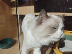 -大型宠物商超·宠海王国·宠物猫狗活体·用品·美容(新世界百货重庆店)