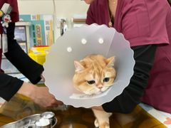 -美联众合动物医院·24h京西诊疗中心