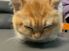 -宠物星动物医院·眼科·异宠·猫科(江南大道总院)