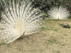 -都江堰中华大熊猫苑