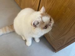 -Heymao猫咖.咖啡厅(东门店)