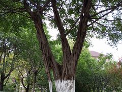 -龙头寺公园