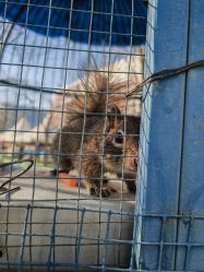 -萌宠亲子动物乐园(槐房万达店)