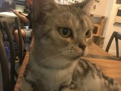 -吉丁鸟咖·异宠·寄养