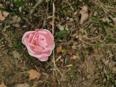 -河南省黄河迎宾馆