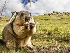 -舜玉老孙家鲜炒大盘鸡(土屋路店)