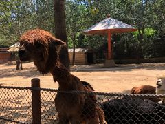 -大连森林动物园