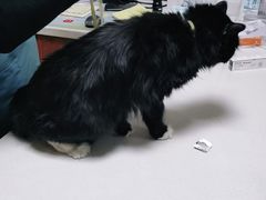 -美联众合动物医院·伴可分院·内科中心医院