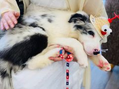 -汪说喵讲宠物乐园宠物酒店(红星美凯龙店)