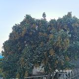 广州番禺区海鸥岛