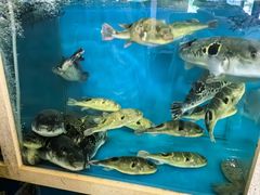 -天正河鲀·河豚亭(大连店)