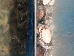 -宾朋海鲜特色美食餐厅·纯手工鲅鱼水饺(兴海路店)