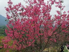 -深圳仙湖植物园