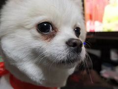 -FAELING PETS美天灵宠物(富力广场店)