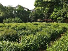 -西湖茶墅