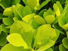 -北大地皖峰饭馆