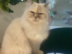 -喵喵咪呀布偶猫咖(春熙路店)