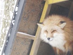 -宫城藏王狐狸村